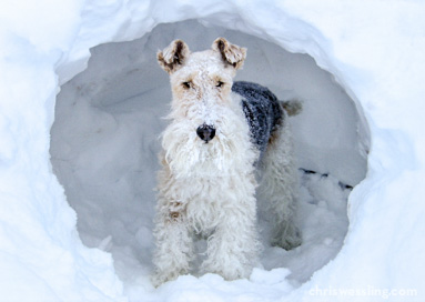 dog snow camp