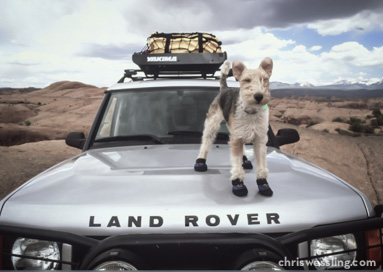 land rover dog